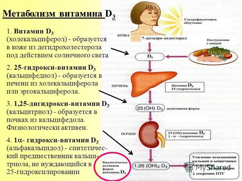 Метаболизм витамина д3. Схема метаболизма витамина д3. Метаболизм витамина д3 в организме человека. Метаболизм витамина д3 в печени.