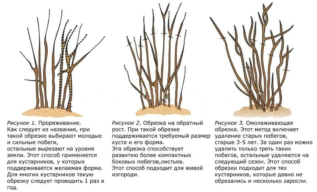Схема обрезки жимолости осенью. Осенняя обрезка жимолости схема. Жимолость обрезка куста. Обрезка жимолости весной схема. Обрезаем жимолость осенью.