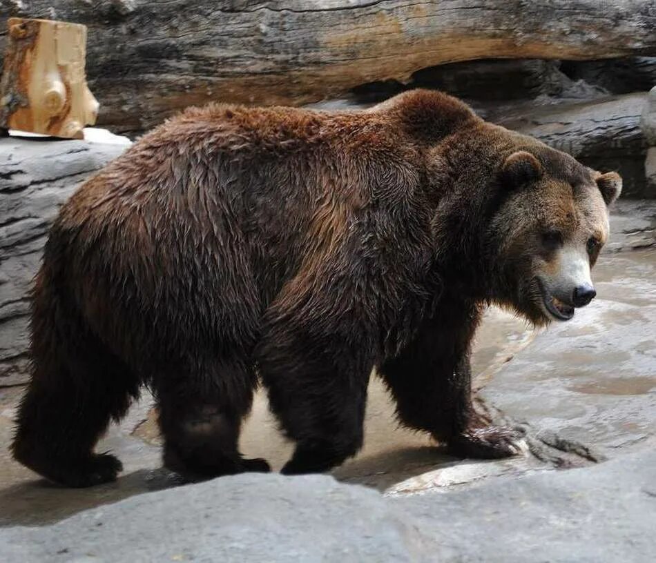 Гризли североамериканский бурый медведь. Северная Америка медведь Гризли. Аляскинский бурый медведь. Медведь Гризли огромный.