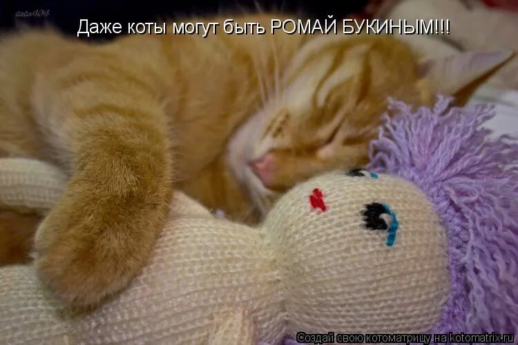 Даже коты. Даже коты