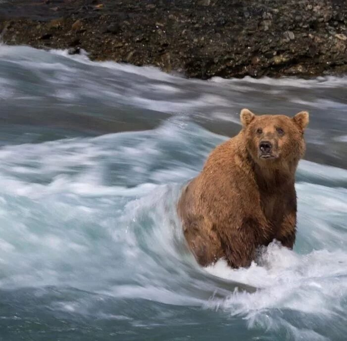 Бурый медведь на Аляске. Аляска медведи. Медведь из Аляски.
