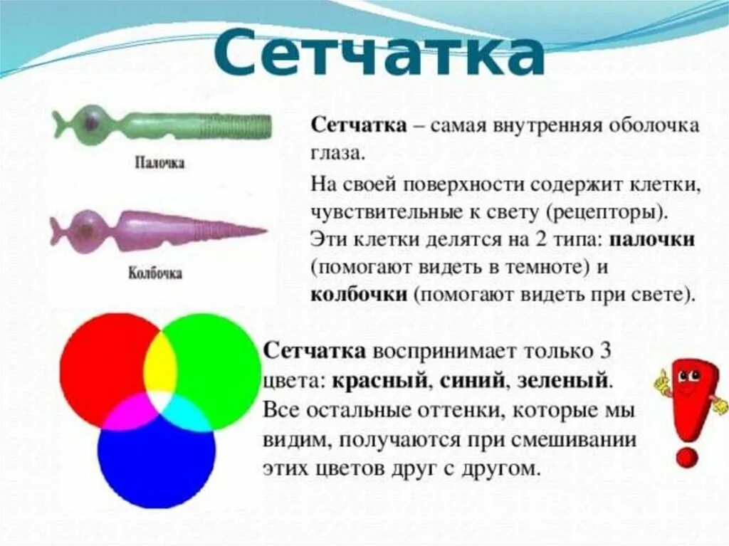 Колбочки глаза функции. Палочки и колбочки сетчатки функции. К какому цвету избирательно чувствительны колбочки сетчатки?. Цветные колбочки в глазу. Какого цвета колбочки сетчатки.