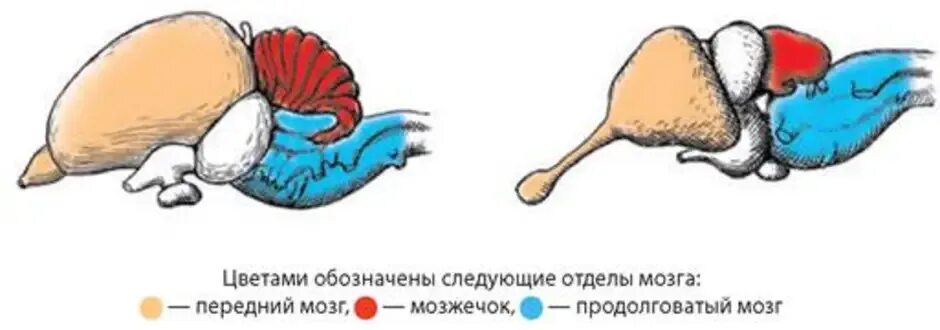 Головной мозг птицы схема. Схема строения головного мозга птицы. Отделы головного мозга у птиц. Отделы головного мозга млекопитающих схема. Какие отделы головного мозга птиц развиты лучше