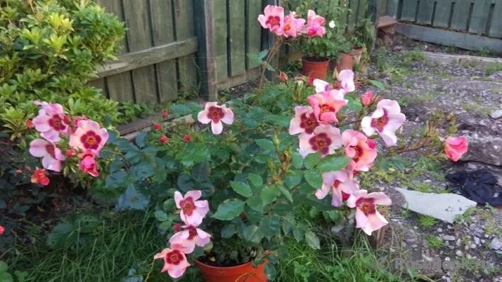 Онли фо ю. Гибриды гультемии персидской розы. Онли фо ю. Онли фо ю. Айс фо ю (eyes for you).