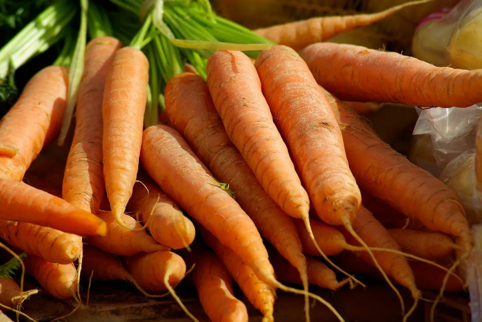 Морковь в черноземье. Морковь КАРВОРА. Морковь Каротель. Морковь деликатесная. Семена моркови Абако.