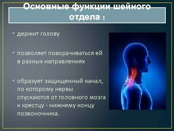 Функции шейного отдела. Функции шейного отдела позвоночника. Шнцгый отделотделы функции. Шейный позвонок функции. Роль позвонков шейного отдела.