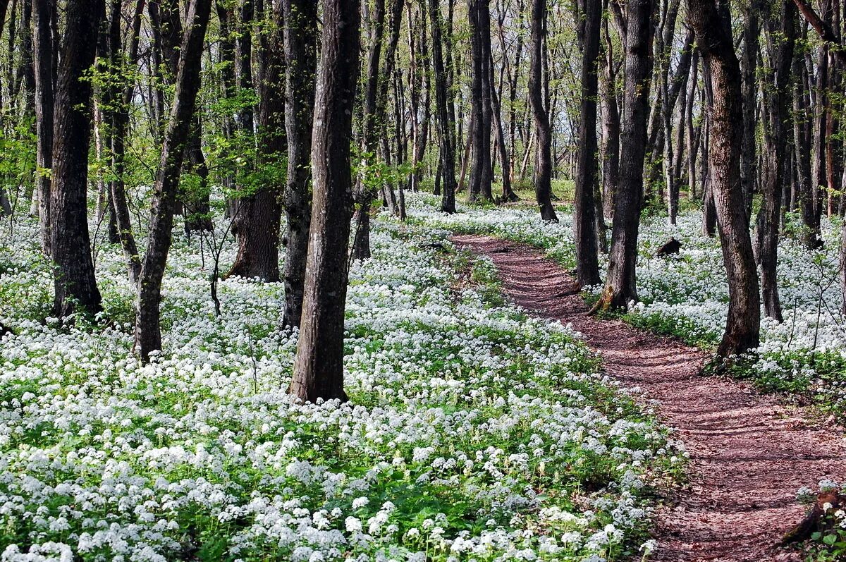 Как хорош и привлекателен весенний лес. Троицкий лес весной. Крым весной лес. Лес весной в Приднестровье.