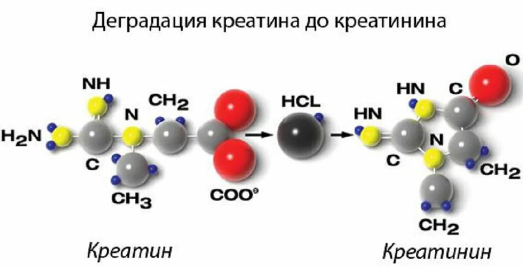 Креатинин печень. Креатин и креатинин. Креатин молекула. Креатинин картинки. Креатин креатинфосфат креатинин.