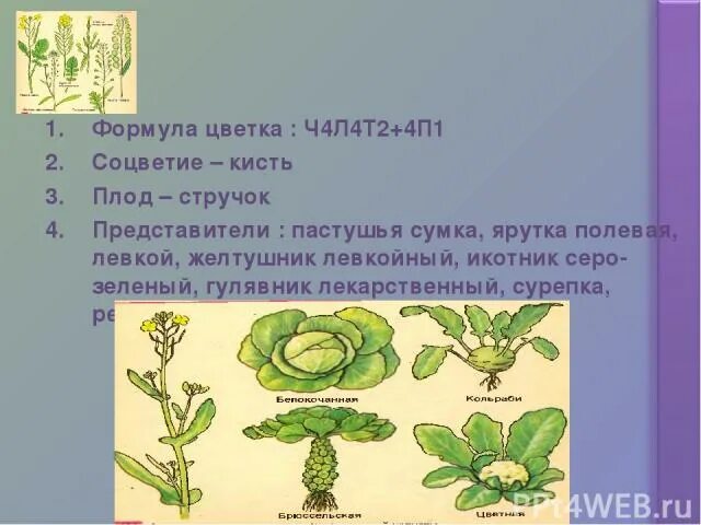 Формулу цветка ч5л5т5п1 имеют. Формула цветка ч4л4т4+2п1. Ч4л4т4+2п1. Формула цветка ч4л4т2+1 п 1. Формула цветка ч4л4т4+2п1 какой класс.