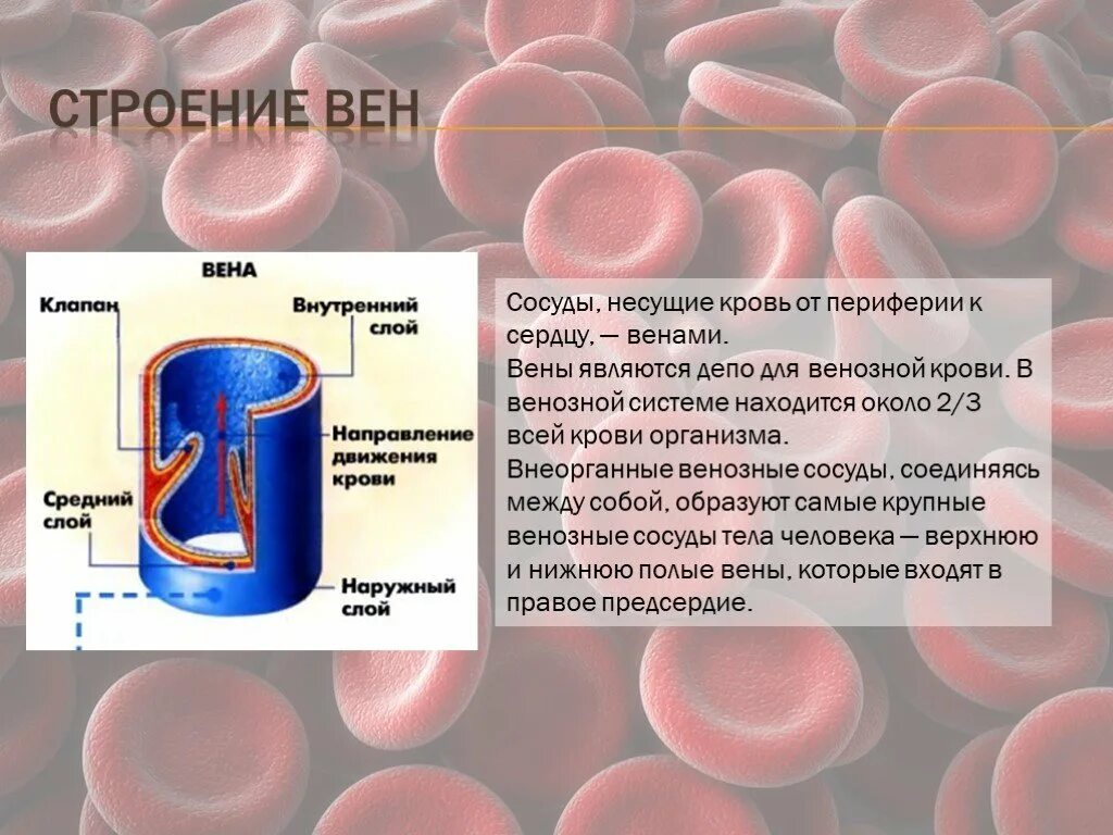 Сосуд несущий. Сосуды несущие кровь от периферии к сердцу. вены несущие кровь к сердцу. сосуды приносящие кровь к сердцу.