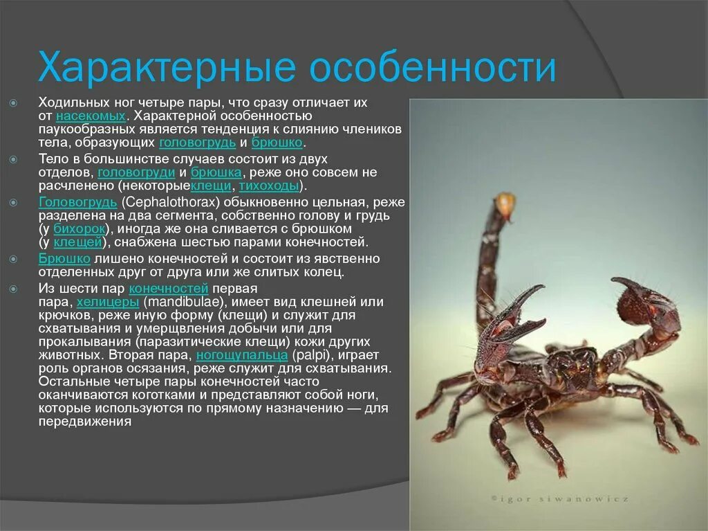 Какие особенности строения характерны для класса паукообразные. Характерные признаки паукообразных. четыре пары ходильных ног. характеристика паукообразных. четыре пары ходильных ног характерно для.