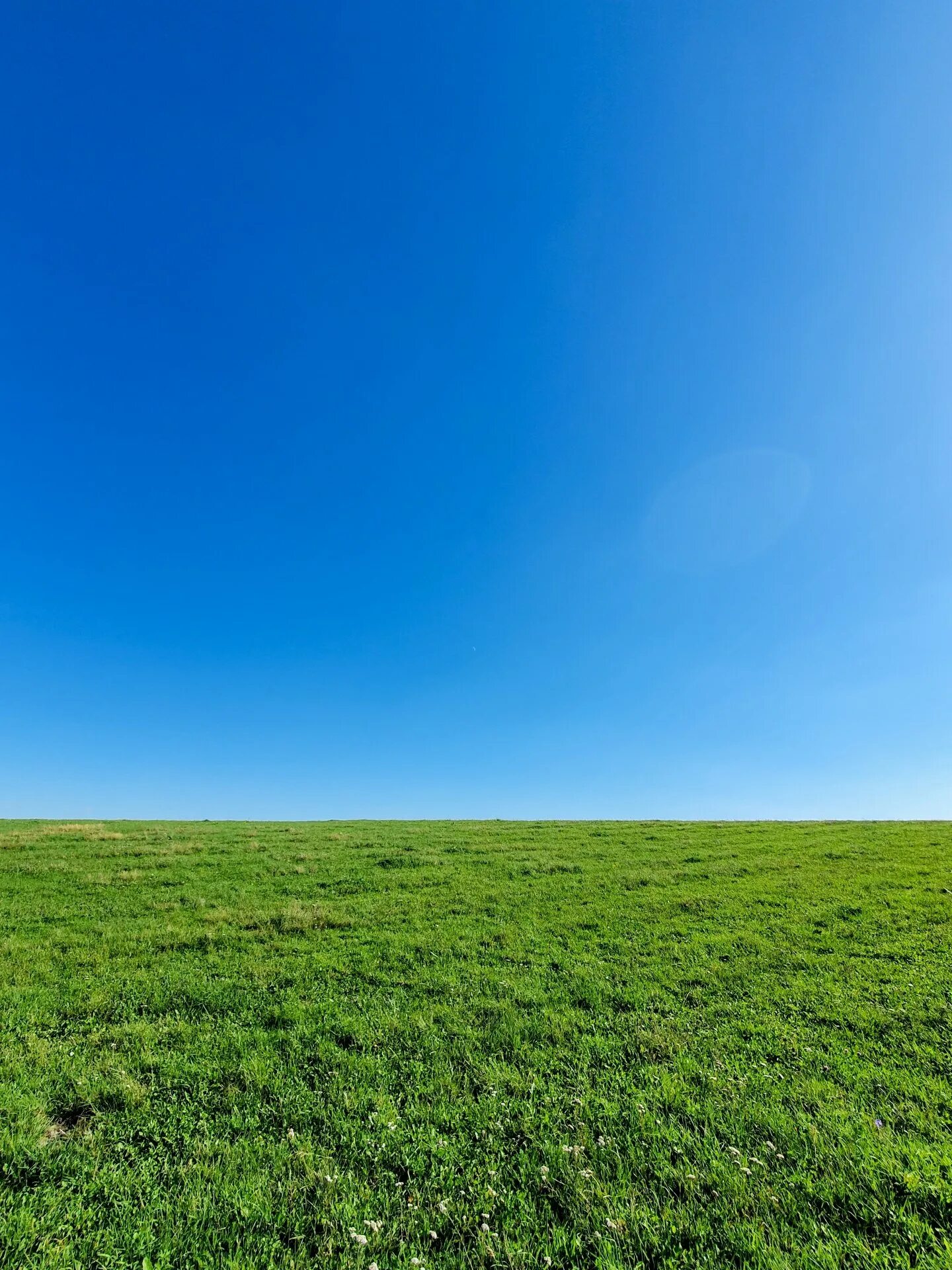 Зеленый луг купить. Зеленое поле. Трава и небо. Фон трава и небо. Зеленое поле голубое небо.