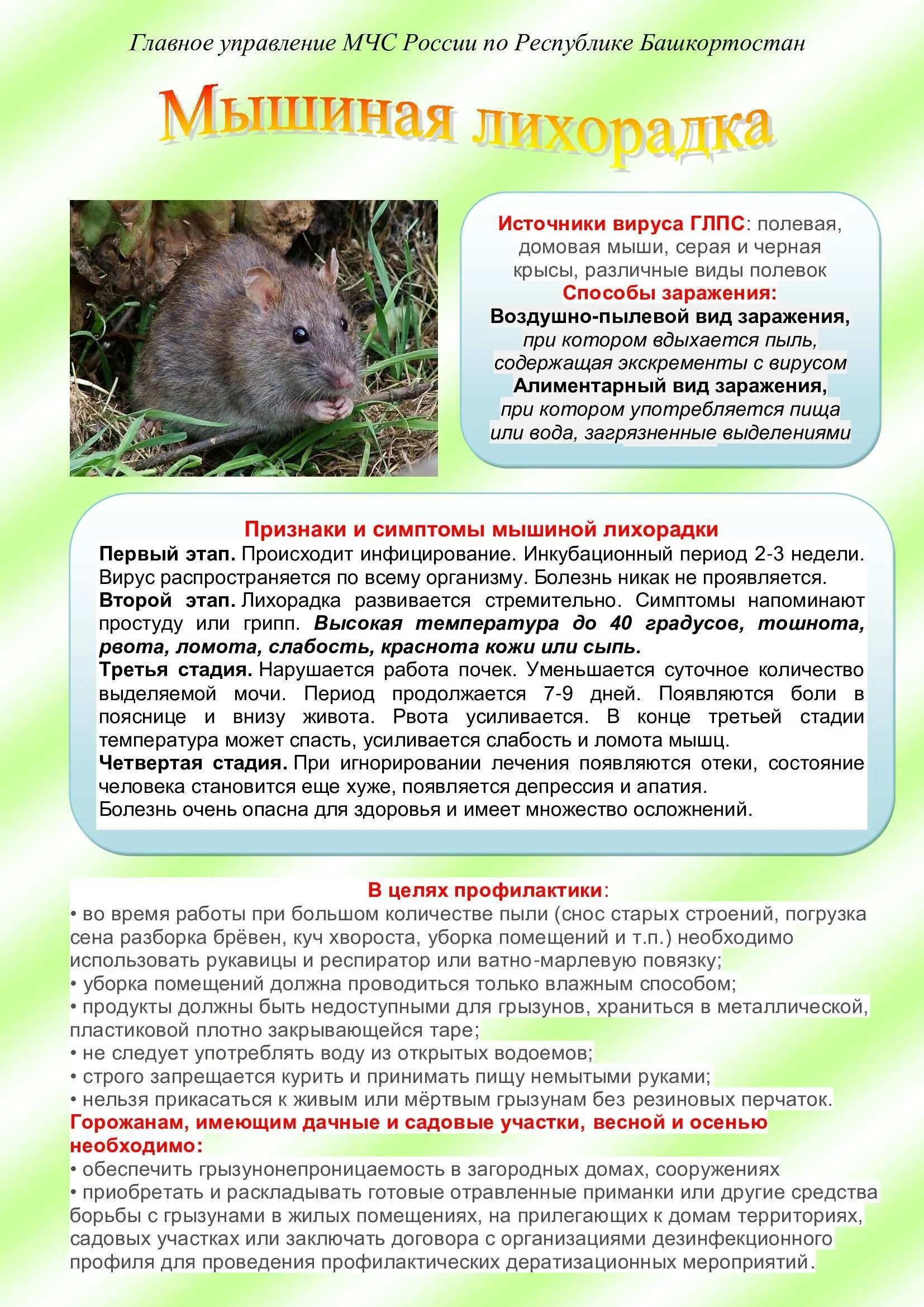 Мышиная лихорадка симптомы и лечение. Геморрагическая мышиная лихорадка. геморрагическая лихорадка с почечным синдромом памятка. мышиная лихорадка симптомы. болезнь мышиная лихорадка.