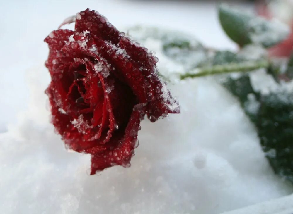 Красные цветы зимние розы. Замерзшая роза. Красные розы зимой. Роза замерзшая на снегу. Цветы в снегу Эстетика.