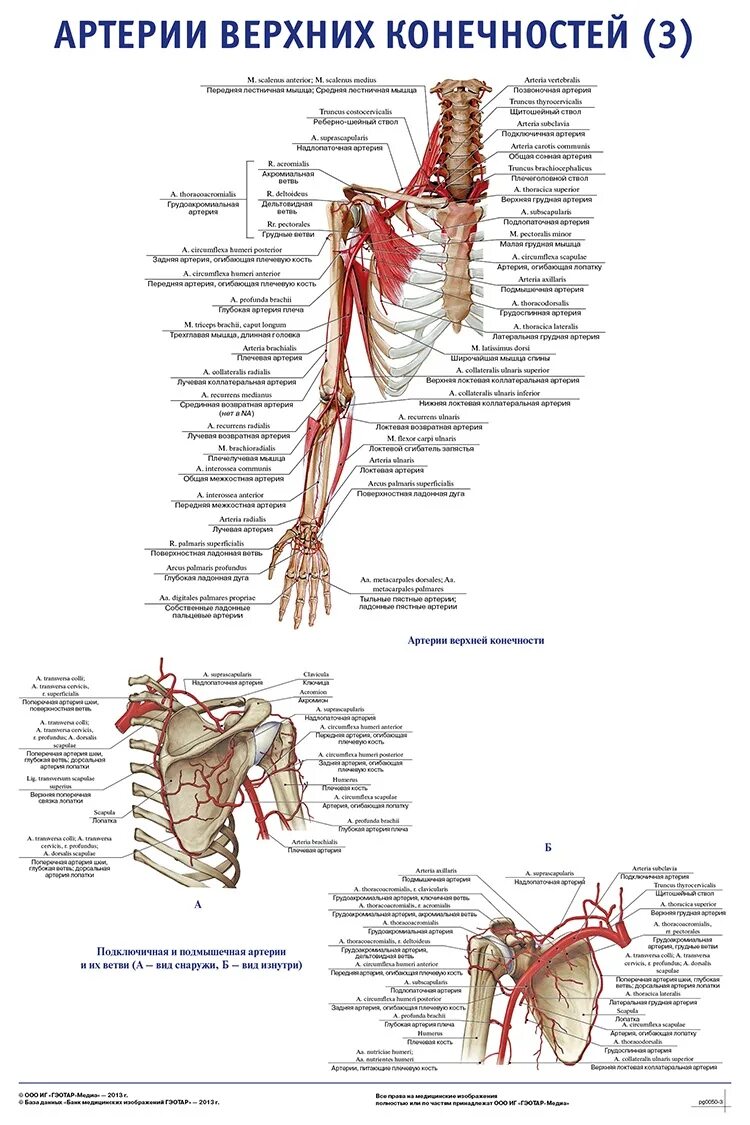 Схема кровоснабжения верхней конечности. Артерии верхней конечности схема. Артерии верхней конечности анатомия на латинском. Артерии верхней конечности анатомия схема. Кровообращение верхней конечности