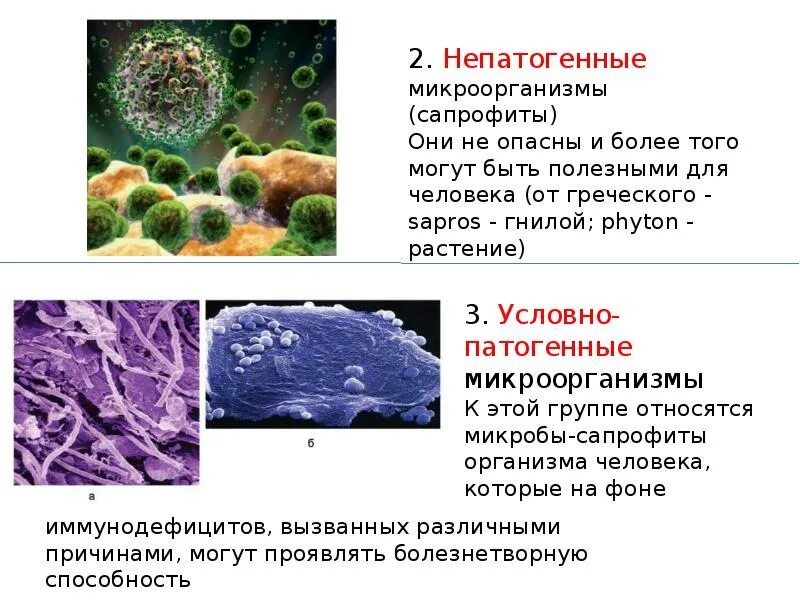 Патогенные условно патогенные сапрофиты. Патогенные и непатогенные микроорганизмы. микробы сапрофиты микробиология. непатогенные простейшие. доклад по микробиологии.