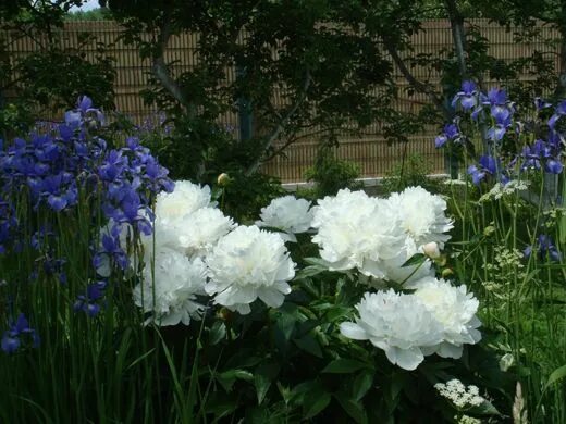 Peony and Iris Gardens Jackie is very proud of her peony and iris border. Iris f