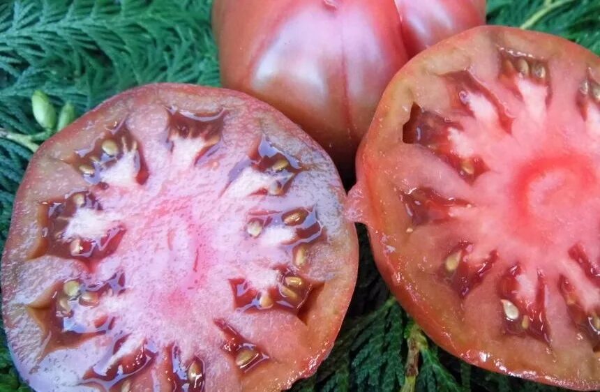 Сорт томата варшава. Сорт помидор варшава. Томат варшава описание сорта фото. Томат варшава описание. Помидор варшава описание.