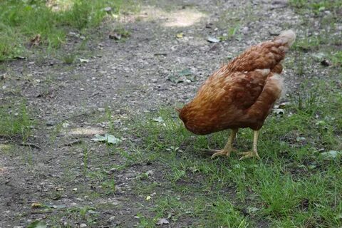 Безголового петуха майка