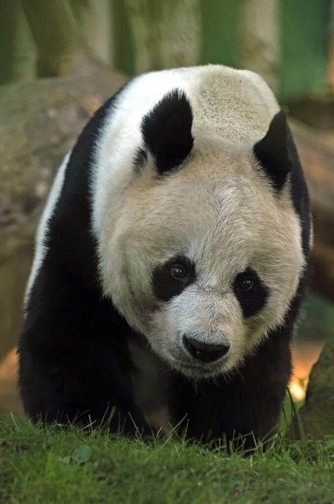 Большая Панда (Ailuropoda melanoleuca).. Большая Панда или бамбуковый медведь. Большая Панда бамбуковый медведь. Большая Панда в Евразии. Большая панда медведь