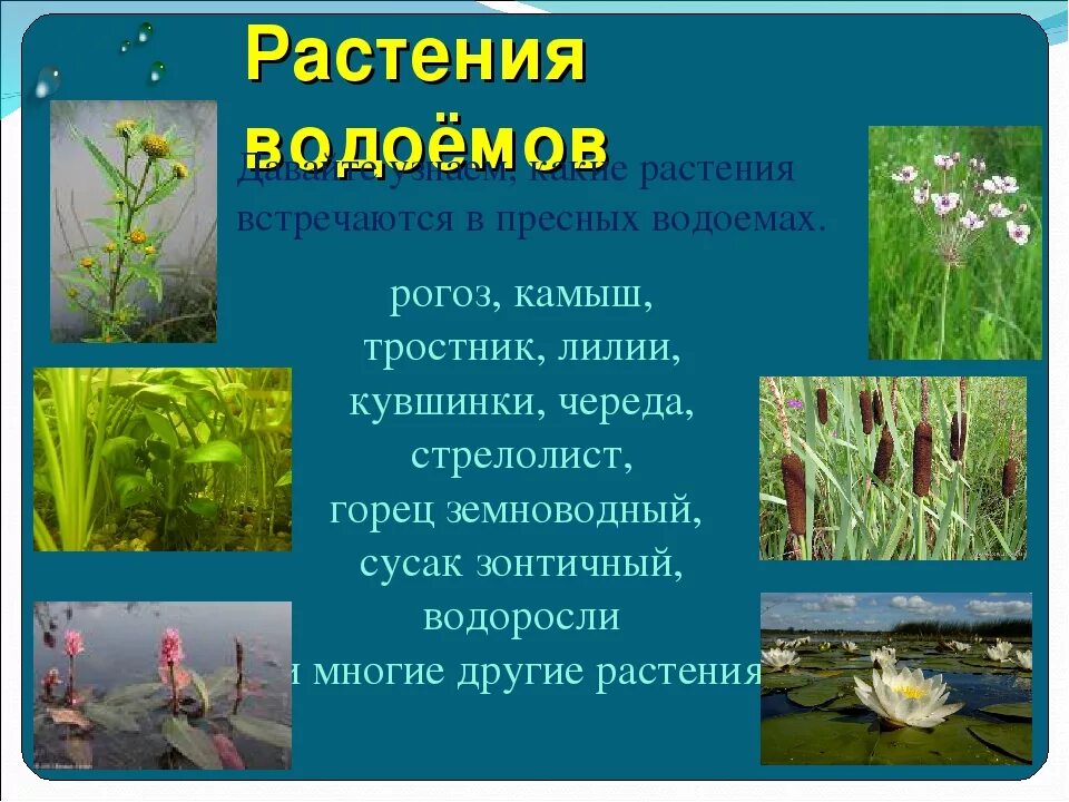 Укажите растения водоемов. Растения водоемов. Растения пресных вод. Растения пресноводных водоемов. Растения которые растут в водоемах.