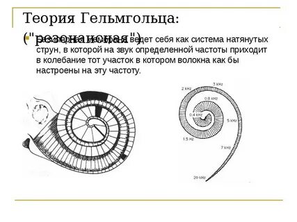 Теория бекеши