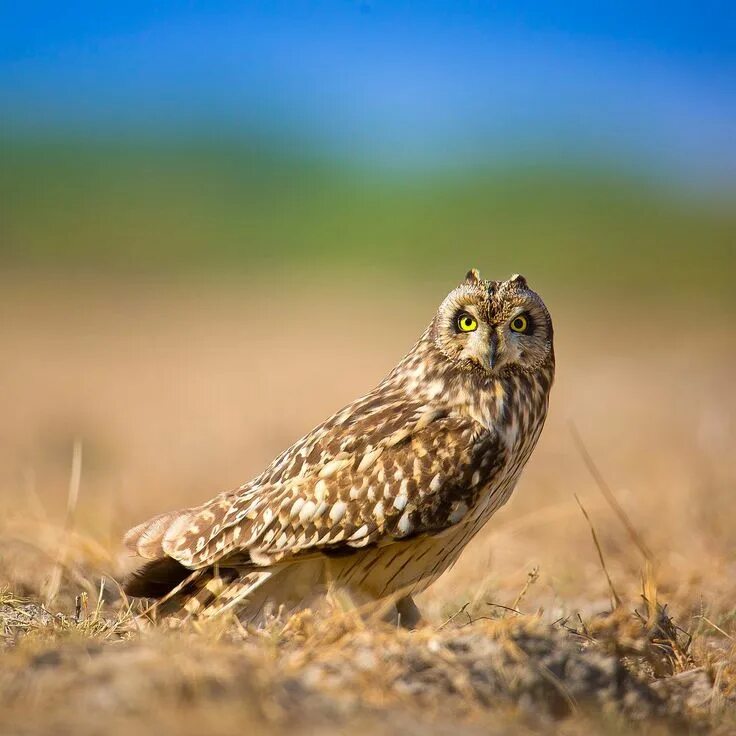 Asio link. Болотная сова. ареал болотной совы. asio flammeus. короткоухая сова.