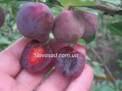 Вишнево сливовые гибриды сорта