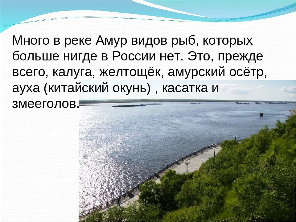 Название амура. Доклад о реке Амур. Река Амур презентация. Презентация на тему река Амур. Сообщение на тему река Амур
