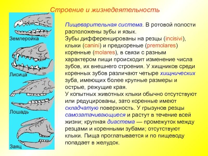 Появление челюстей у позвоночных. Зубные формулы отрядов млекопитающих таблица. Особенности строения зубов млекопитающих. Зубные системы животных. Зубная система млекопитающих.