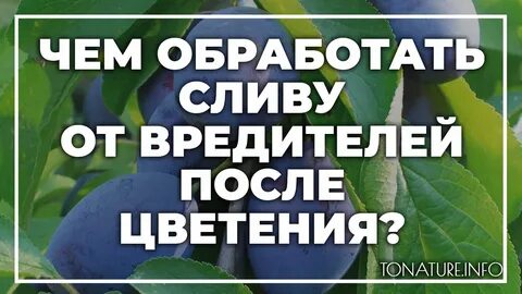 Чем опрыскать сливу осенью