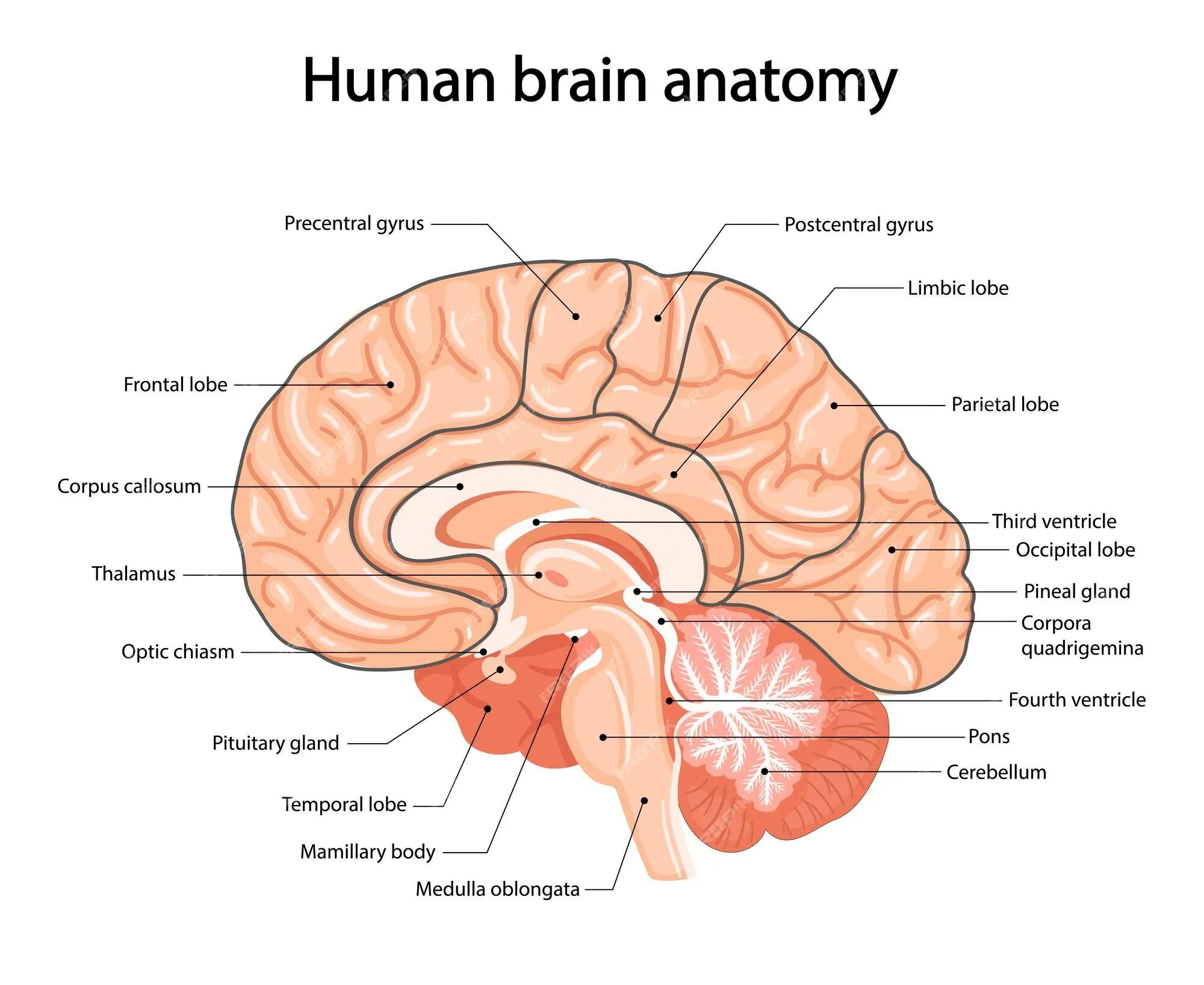 Capability of human brain. Ламинаты анатомия головной мозг. Тест головной мозг анатомия.