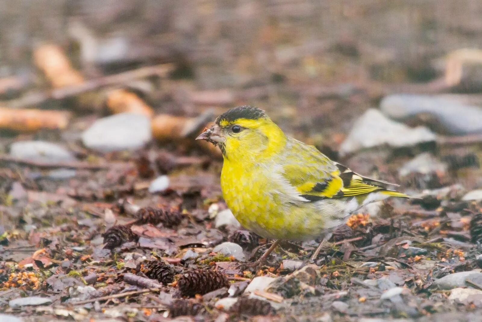 Какой статус имеет чиж в заповеднике. Чиж зимующая птица. Чиж птица описание. Какой статус имеет чиж в заповеднике. Воробьиные воробьинообразные.