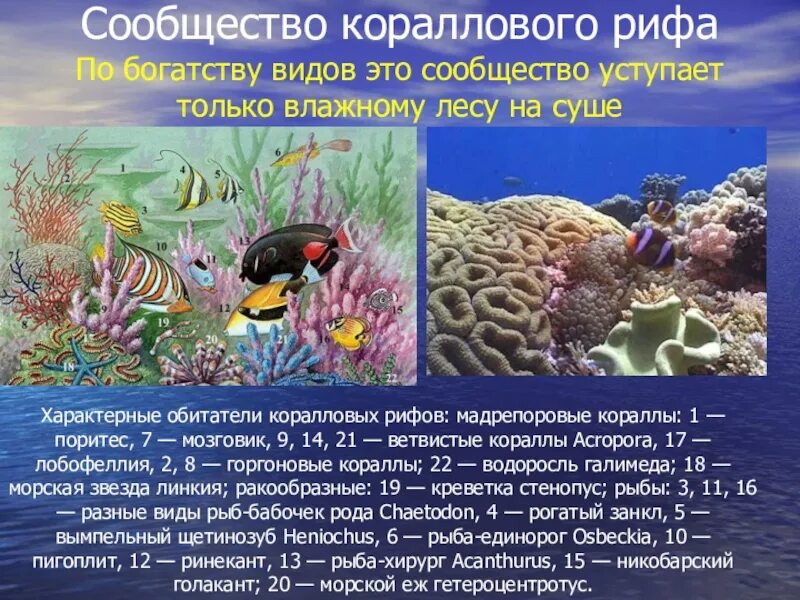 Коралловому рифу как устойчивому сообществу