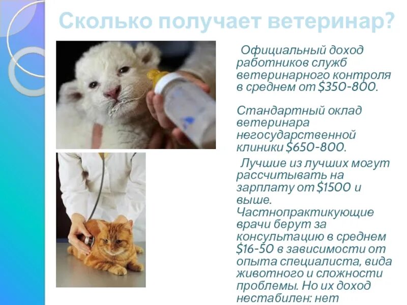 Сколько зарабатывает ветеринар