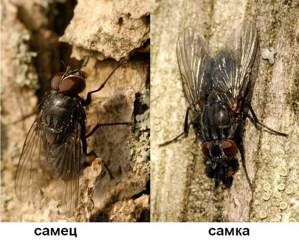 Как понимать муху. Самка мухи. Самец мухи. Муха самка и Муха самец. Пол мухи.