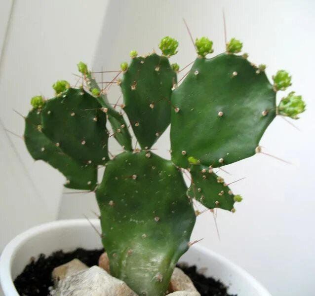 Pin em Cactaceae-Kaktüsgiller Botânica