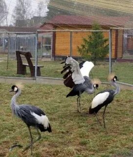 Воробьи парк птиц гостиница