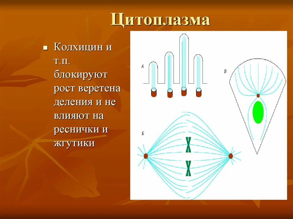 Колхицин Веретено деления. Воздействие колхицина на Веретено деления. Веретено деления клетки. Колхицин полиплоидия.