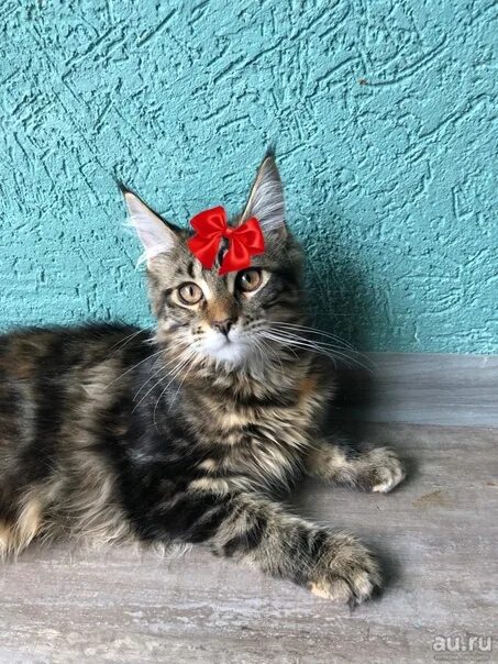 Мейн кун котенок девочка фото Мейн кун котенок девочка фото