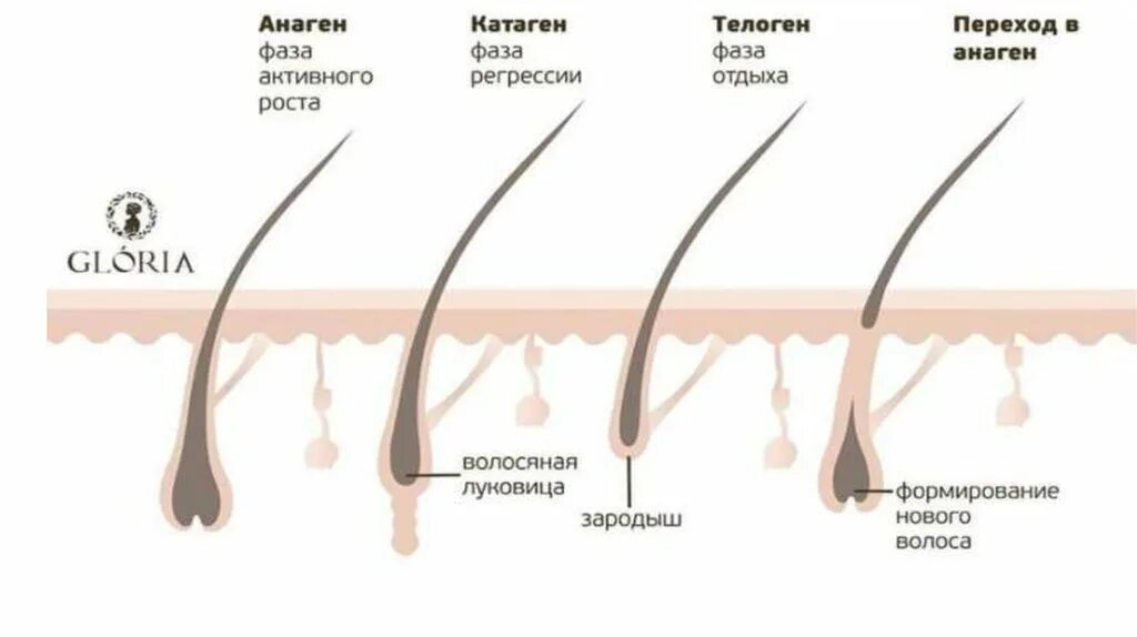 Анаген катаген телоген волос. Фазы роста волос анаген катаген телоген. Фаза катагена волоса. Анаген катаген телоген ресницы. Рост волоса происходит за счет
