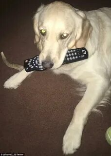 This dog knows you