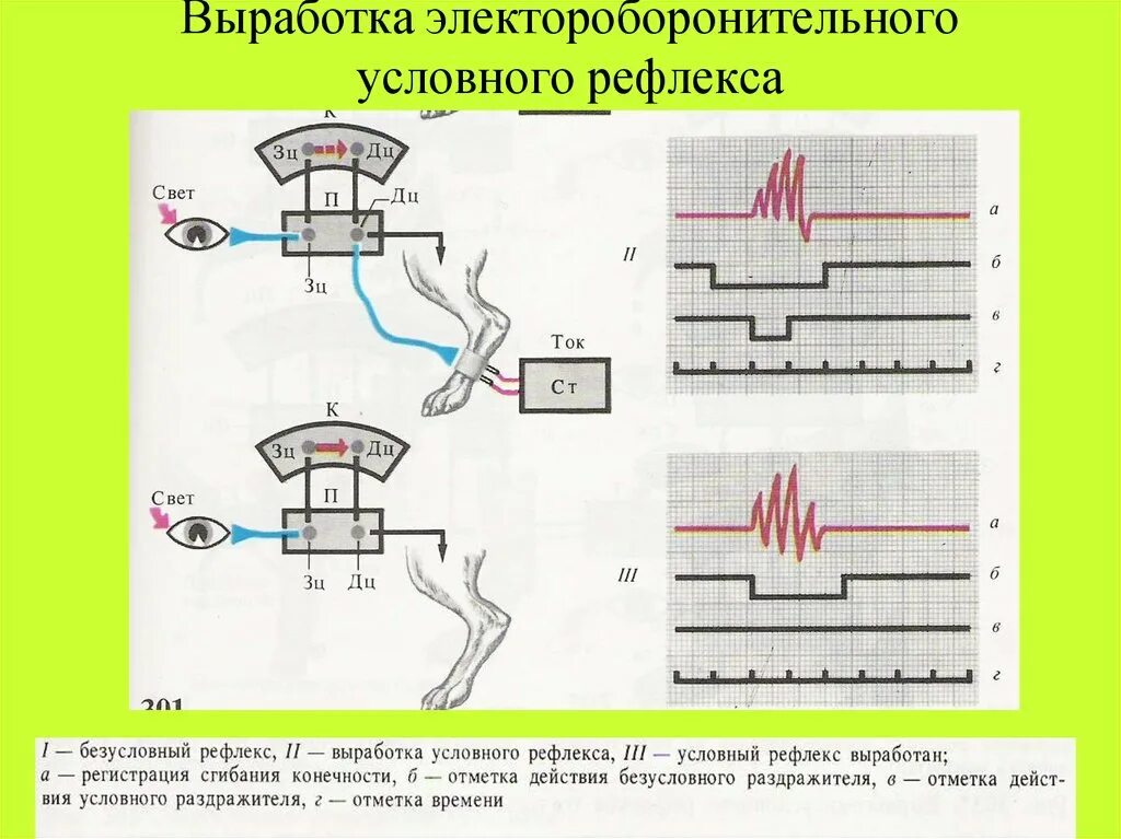 Выработка безусловных рефлексов. Схема условного оборонительного рефлекса. Выработка условного рефлекса. Выработке условного рефлекса:. Выработка условных реф.