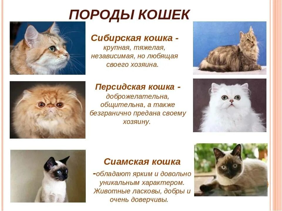 Европейская короткошерстная табби рыжий. Какие породы кошек считаются самыми ласковыми. Какие породы кошек считаются самыми ласковыми. Самые добрые и ласковые породы кошек. Кошки породы фото с названиями и описанием.