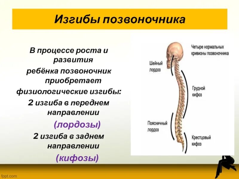 Что означает изгибы. Изгибы позвоночника. Физиологические изгибы позвоночника. Изгибы позвоночника чеовек. Выраженность физиологических изгибов позвоночника.