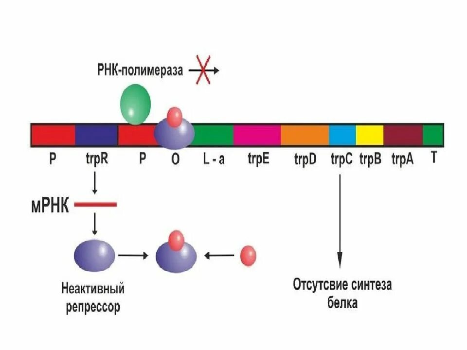 Экспрессия прокариот