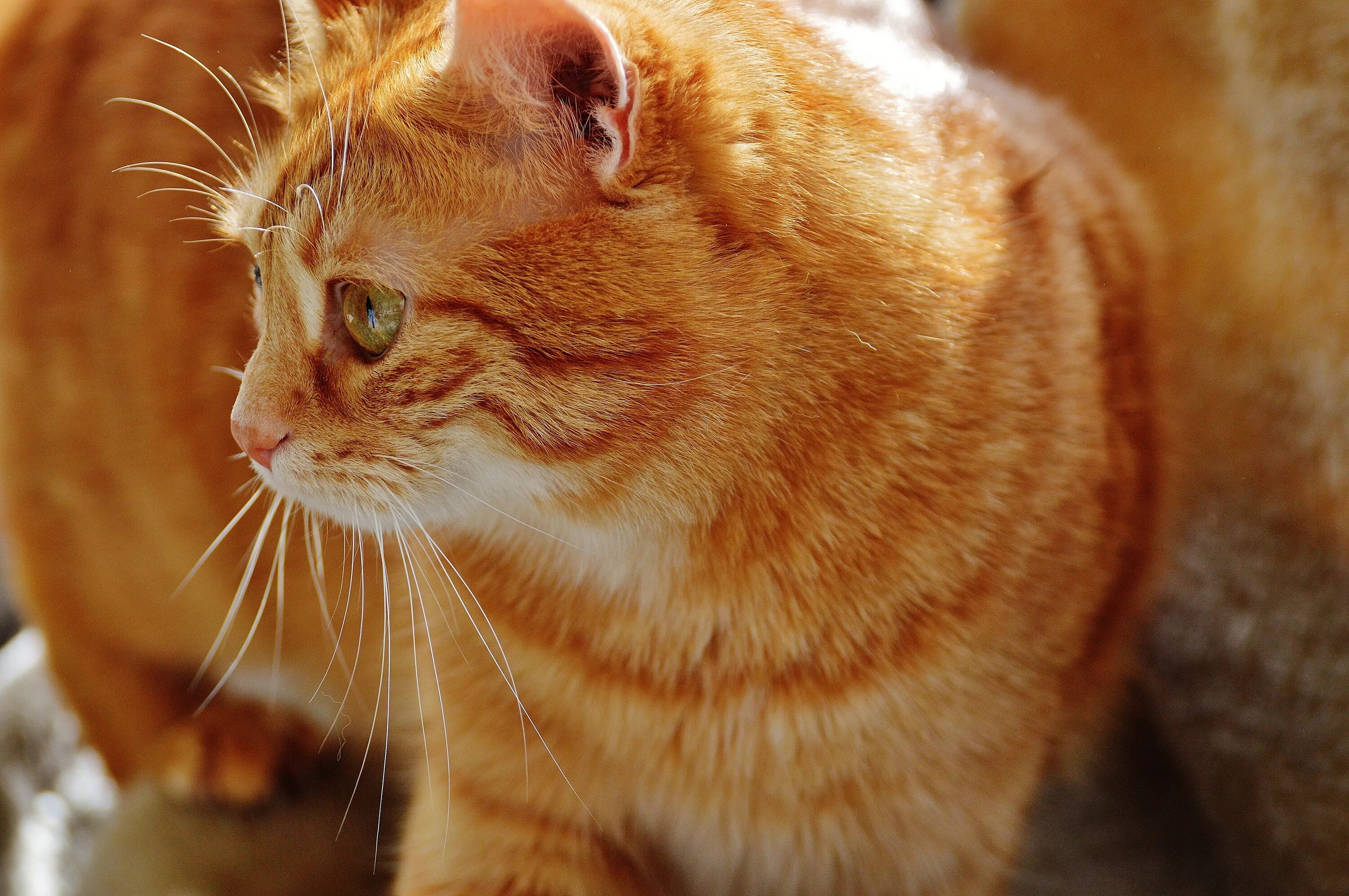 Рыжий британец кот. Рыжие британские коты. Рыжая кошка. Мордочка рыжего кота. 4 red cat