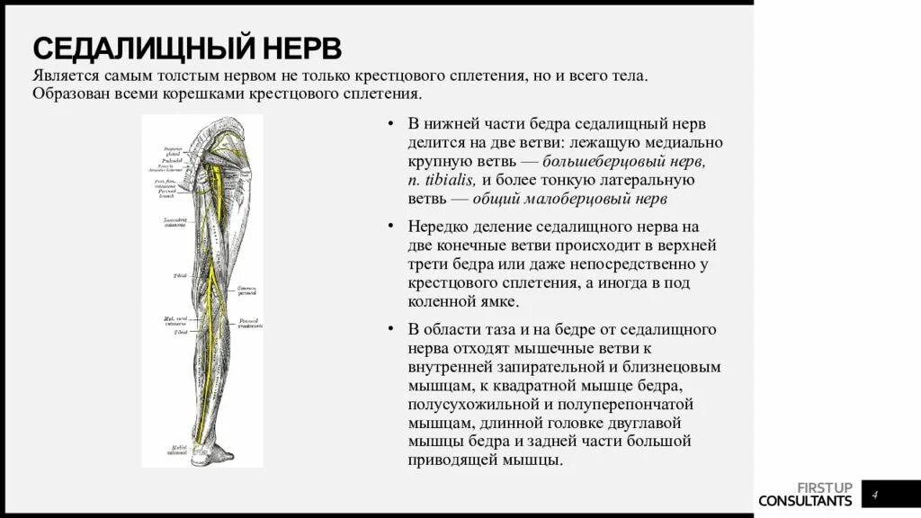 Мышца седалищного нерва. Седалищный нерв анатомия ветви. Ход и области иннервации седалищного нерва.. Седалищный нерв иннервирует мышцы бедра. Седалищный нерв нерв ветви.