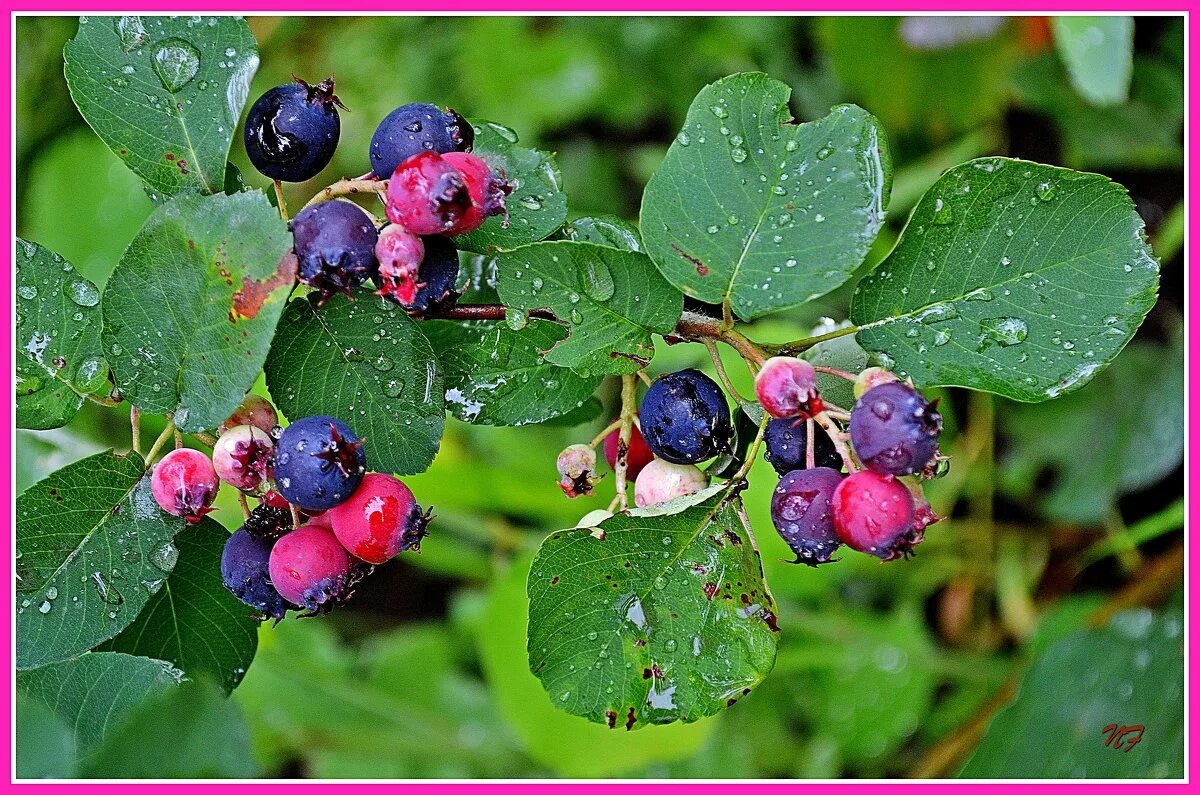 посадка кустов смородины весной. между смородиной. смородина жимолость кусты. посадка черной смородины схема посадки. охта смородина.