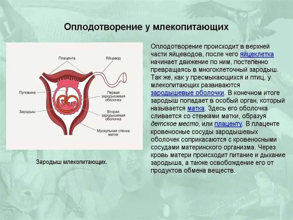 Питание эмбриона млекопитающих. Оплодотворение у млекопитающих. процесс оплодотворения у млекопитающих. внутреннее оплодотворение у млекопитающих. опишите процесс оплодотворения.